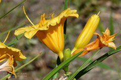 風(fēng)途科技：種植黃花菜需要什么氣候條件？